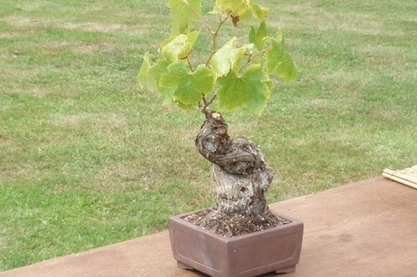 bonsai japanse tuin 009