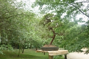 bonsai japanse tuin 014