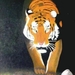 bengaalse tijger
