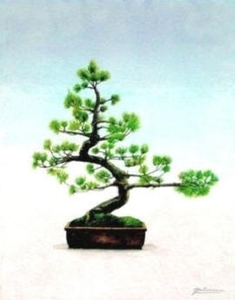 bonsai