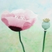 papaver