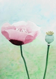 papaver