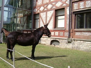 080427 Zonnebeke kasteel Wijnendaele Gistel Oostende 015