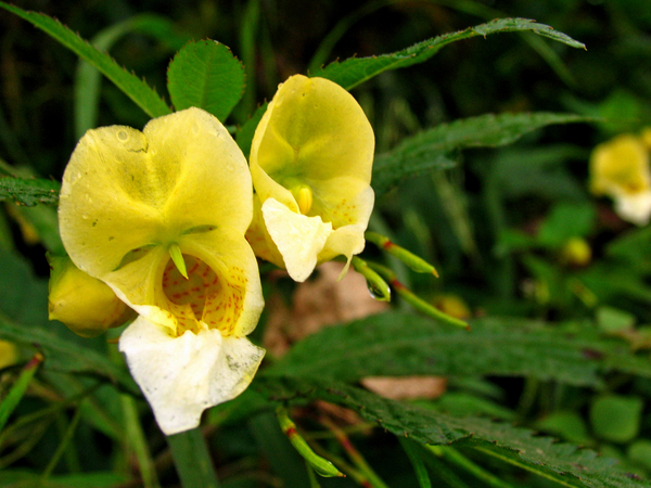 OOK DE WILDE BLOEMEN HEBBEN EIGENAARDIGE VORMEN