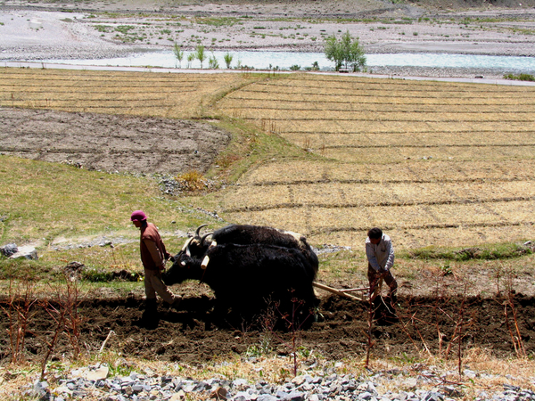 PLOEGEN MET YAKS IN GULLING