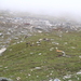 GIEREN EN EEN HERDERSHOND OP DE BERGHELLING NABIJ DE ROHTANG PAS