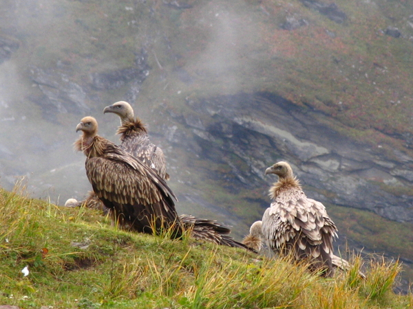 MACHTIGE GROTE VOGELS