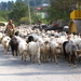 HERDERS MET HUN KUDDE GEITEN EN SCHAPEN OP DE RIJWEG