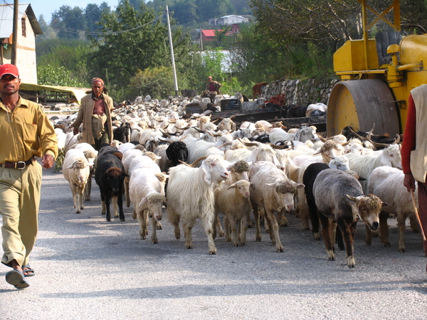 HERDERS MET HUN KUDDE GEITEN EN SCHAPEN OP DE RIJWEG