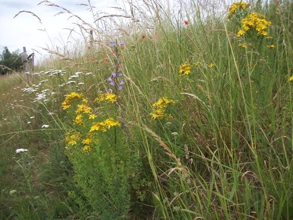 063-Bermbebloeming in Asse