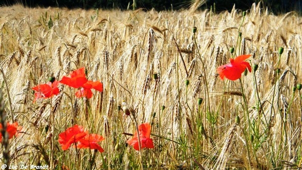 marche FFBMP wandeling Silenrieux