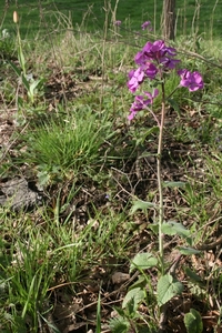 vennen 10 maart 2011 002