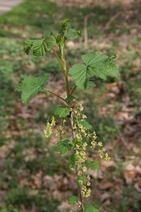 vennen 10 maart 2011 017