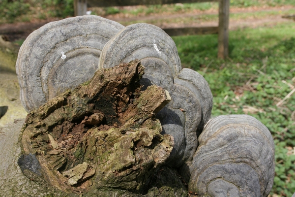 vennen 10 maart 2011 020