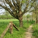 23 04 2010 Voorbereiding Dijle wand Oude Bemde ,Meerdalwoud 013