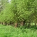 23 04 2010 Voorbereiding Dijle wand Oude Bemde ,Meerdalwoud 016