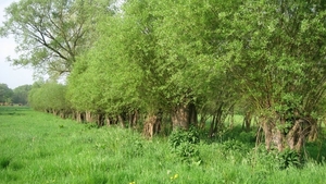 23 04 2010 Voorbereiding Dijle wand Oude Bemde ,Meerdalwoud 016