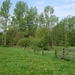 23 04 2010 Voorbereiding Dijle wand Oude Bemde ,Meerdalwoud 019