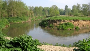 23 04 2010 Voorbereiding Dijle wand Oude Bemde ,Meerdalwoud 023
