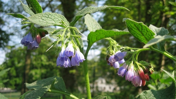 23 04 2010 Voorbereiding Dijle wand Oude Bemde ,Meerdalwoud 036