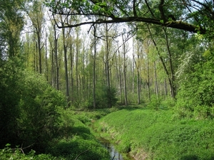 23 04 2010 Voorbereiding Dijle wand Oude Bemde ,Meerdalwoud 044