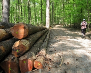 23 04 2010 Voorbereiding Dijle wand Oude Bemde ,Meerdalwoud 048