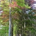 23 04 2010 Voorbereiding Dijle wand Oude Bemde ,Meerdalwoud 070