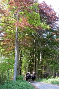 23 04 2010 Voorbereiding Dijle wand Oude Bemde ,Meerdalwoud 070