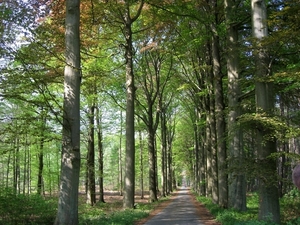 23 04 2010 Voorbereiding Dijle wand Oude Bemde ,Meerdalwoud 073