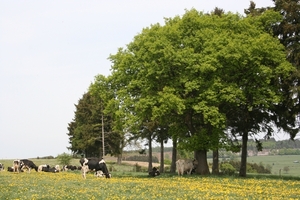 uitstap dassen 004
