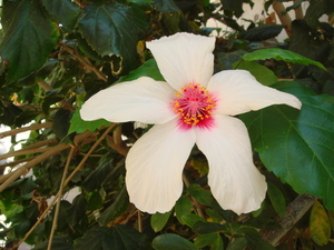 Hibiscus