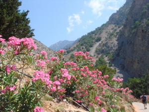 Oleanders