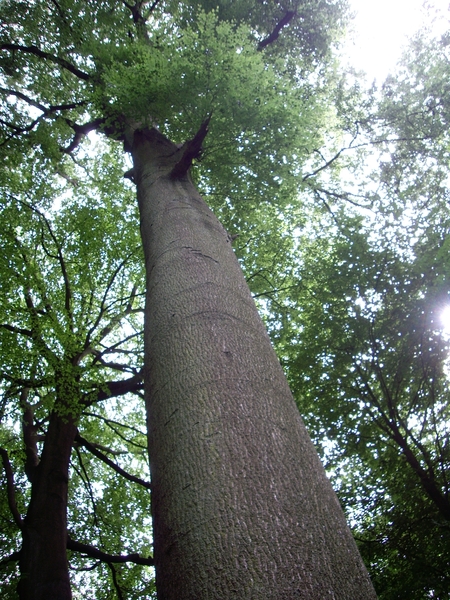 den bunt 046