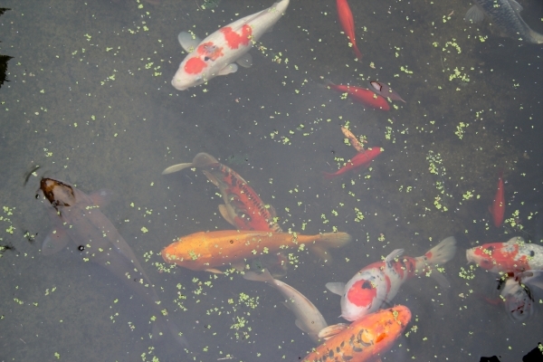 Volharding naar Nederland 25-06-2011 262