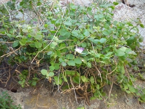 Arbuste de cpres - Lipari