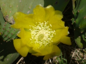 Fleur de Cactus