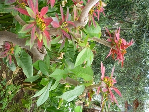 poinsettia taille arbuste