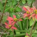 Arbuste de poinsettia