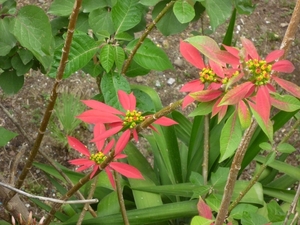 Arbuste de poinsettia