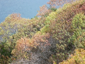 Euphorbia en masse