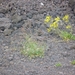 Champ de lave sur l'Etna