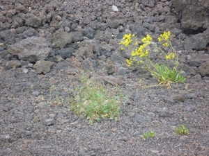 Champ de lave sur l'Etna