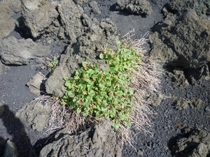 Champ de lave sur l'Etna