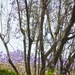 Jardin botanique de Palermo - jacaranda