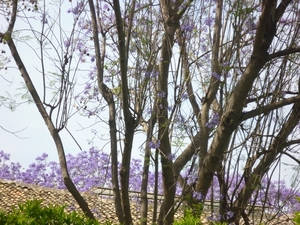 Jardin botanique de Palermo - jacaranda