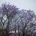 Jardin botanique de Palermo - jacaranda