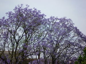 Jardin botanique de Palermo - jacaranda