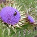 Jardin botanique de Palermo - fleur d'artichaud