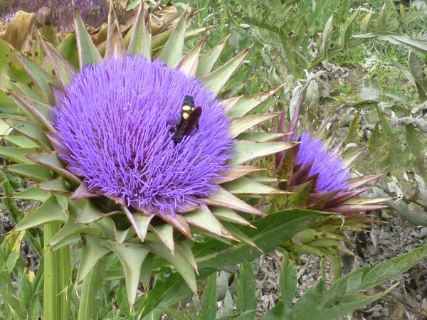 Jardin botanique de Palermo - fleur d'artichaud
