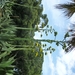 Jardin botanique de Palermo